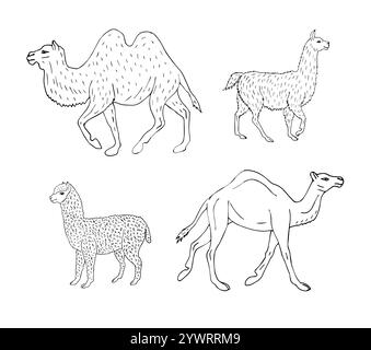 Vektorsatz von Hand gezeichneter Kritzelskizze Lamas und Kamele isoliert auf weißem Hintergrund Stock Vektor