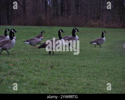 Eine Gänse kanadas (branta canadensis) und eine Graugans (Anser anser) laufen im Rheinaue-Park in Bonn Stockfoto