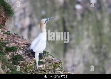 Northern Gannet [ Morus bassanus ] auf Klippen, Bempton Cliffs, Großbritannien Stockfoto