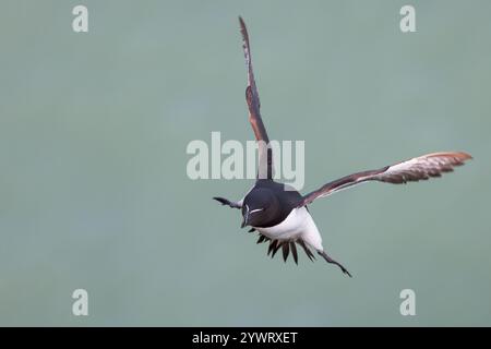 Razorbill kommt an den Bempton Cliffs, Großbritannien Stockfoto