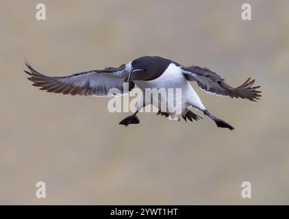 Razorbill kommt an den Bempton Cliffs, Großbritannien Stockfoto