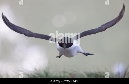 Razorbill kommt an den Bempton Cliffs, Großbritannien Stockfoto