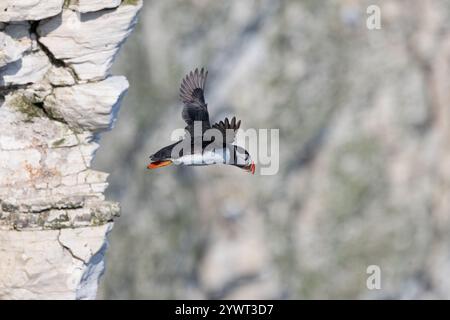 Atlantic Puffin [ Fratercula arctica ] auf dem Flug von der Klippe von Bempton Cliffs, Großbritannien Stockfoto