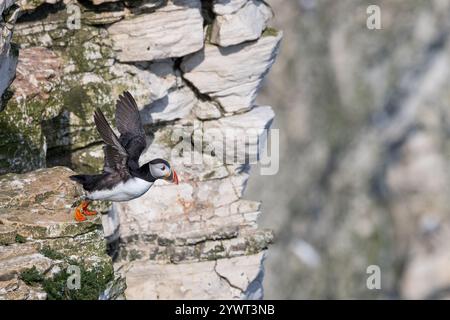 Atlantic Puffin [ Fratercula arctica ] auf dem Flug von der Klippe von Bempton Cliffs, Großbritannien Stockfoto