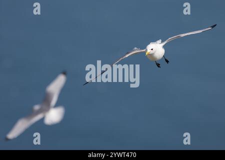 Kittiwake (Rissa tridactyla) im Flug über Meer bei Bempton Cliffs, Großbritannien Stockfoto