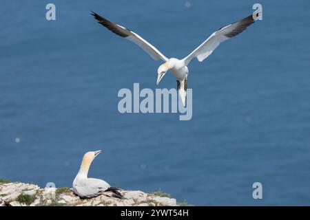 Northern Gannet (Morus bassanus) kommt an, um neben dem hoch gelegenen Tölpel an den Klippen von Bempton, Großbritannien, zu landen Stockfoto