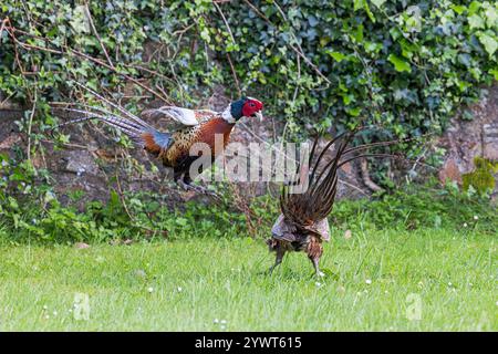 Fasan zwei männliche Vögel kämpfen im Garten Stockfoto