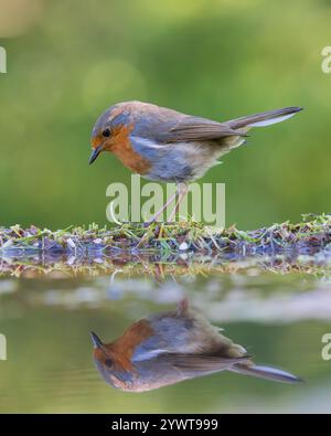 Europäischer Robin [ Erithacus rubecula ] am Rand eines Teiches mit voller Reflexion und Bokeh-Highlights im Hintergrund Stockfoto