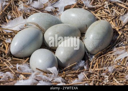 Stumme Schwäne [ Cygnus olor ] Nest mit 7 Eiern Abbotsbury Swannery, Dorset, Großbritannien Stockfoto