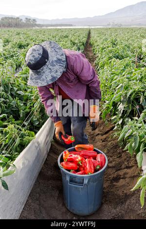 Arbeiter, der biologischen roten Paprika 'Capsicum annuum' erntet, frühmorgendliches Licht, Coachella Valley, Kalifornien, Stockfoto
