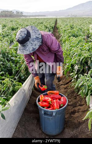 Arbeiter, der roten Paprika "Capsicum annuum" erntet, frühmorgendliches Licht, Coachella Valley, Kalifornien, Stockfoto