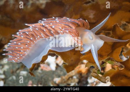 Discovery Passage, Quadra Island, Salish Sea, Campbell River, Vancouver Island, British Columbia, Kanada, langhalmiger Äolid, Flabellina trophina Stockfoto