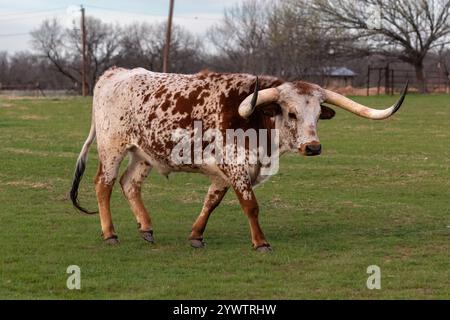 Texas Longhorn mit rot-weiß meliertem Mantel, der über grasbewachsene Weiden läuft. Bäume im Hintergrund. In Henrietta, Texas. Stockfoto