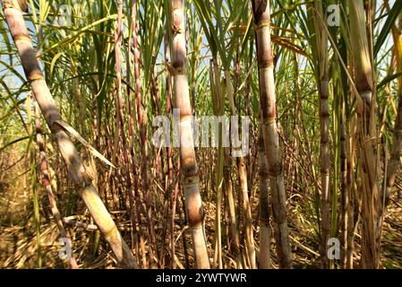 Zuckerrohrpflanze auf einer Plantage am Straßenrand in Karanganyar, Zentral-Java, Indonesien. Stockfoto