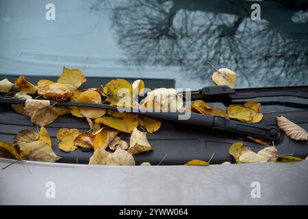 Cremona, Italien - 27. November 2024 trockene, gelbe Herbstblätter auf der Windschutzscheibe und den Scheibenwischern eines geparkten Autos, die das Eintreffen des Herbstes signalisieren Stockfoto