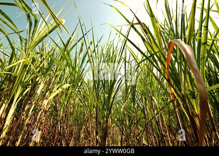 Zuckerrohrpflanze auf einer Plantage am Straßenrand in Karanganyar, Zentral-Java, Indonesien. Stockfoto