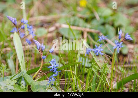 Makroaufnahme von Schneeglöckchen (Scilla bifolia), die im Frühjahr blühen. Bellblumenblüten mit grünen Blättern auf natürlichem, verschwommenem Hintergrund. Frühjahrskonzept Stockfoto