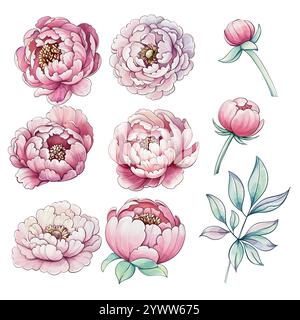 Sanfte Rosa- und Weißtöne erwecken diese Pfingstrosen zum Leben und zeigen ihre anmutigen Formen und komplizierten Details in einer ruhigen Umgebung Stockfoto