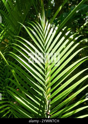 Blatt einer goldenen Obstpalme, auch bekannt als Areca-Palme (Dypsis lutescens) am Strand von Punta ova. Playa Punta ova liegt an der Karibikküste Stockfoto