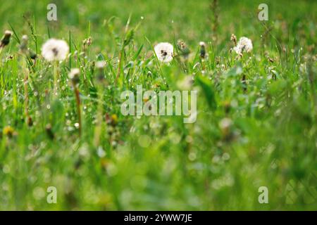 Löwenzahn im Frühling im Gras. Frische Umgebung. Weiße flauschige Pflanzen auf einem grünen Rasen. Nahaufnahme Natur Hintergrund an einem sonnigen Tag Stockfoto