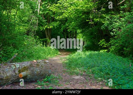 Pfad durch den Wald. Üppiges Laub. Wunderschöne Naturlandschaft im Frühling. Sonniges Wetter Stockfoto