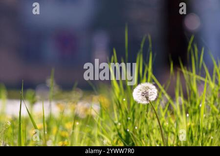 Löwenzahn im Frühling im Gras. Sonniger Tag. Weiße flauschige Pflanzen auf einem grünen Rasen. Nahaufnahme Natur Hintergrund an einem sonnigen Tag Stockfoto