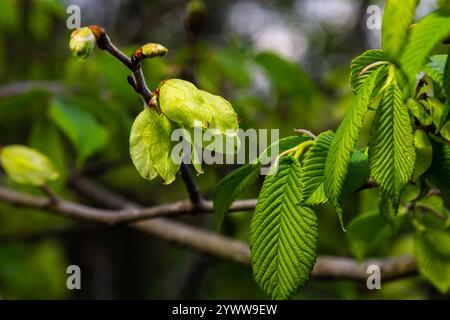 Nahaufnahme der samara samarae der Wych- oder SchottenUlmus glabra auf den Ästen zwischen grünen Blättern im frühen Frühjahr. Stockfoto