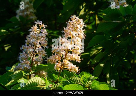 Aesculus hippocastanum ist ein großer Baum. Seine Blütenstände sind eine Nektarquelle für Bienen und Insekten und werden als Zutat in traditionellem m verwendet Stockfoto