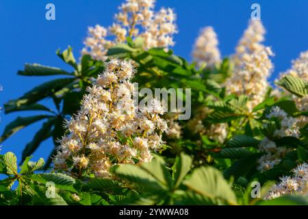 Aesculus hippocastanum ist ein großer Baum. Seine Blütenstände sind eine Nektarquelle für Bienen und Insekten und werden als Zutat in traditionellem m verwendet Stockfoto