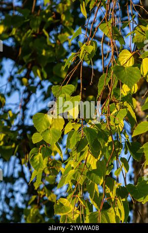 Nahaufnahme blühender gelber Katzenblüten auf einer Flussbirke betula nigra im Frühling, mit blauem Himmelshintergrund. Stockfoto