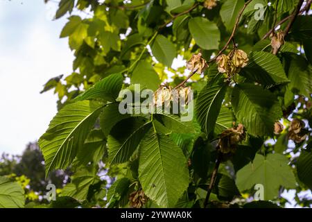 Nahaufnahme der samara samarae der Wych- oder SchottenUlmus glabra auf den Ästen zwischen grünen Blättern im frühen Frühjahr. Stockfoto