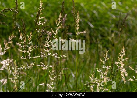 Calamagrostis arundinacea ist eine in Eurasien, China und Indien heimische Art von Strauchgras aus der Familie der Poaceae. Nahaufnahme von Unkräutern des tropischen Berges Stockfoto