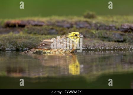 Yellowhammer, Emberiza citrinella, alleinerwachsener Badespaß im Waldbecken, Debrecen, Ungarn, 26. April 2014 Stockfoto