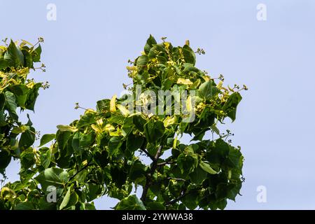 Linden, Lindenblüte mit grünen Blättern auf einem Baum im Sommer. Stockfoto