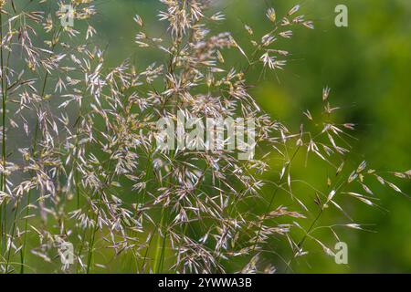 Calamagrostis arundinacea ist eine in Eurasien, China und Indien heimische Art von Strauchgras aus der Familie der Poaceae. Nahaufnahme von Unkräutern des tropischen Berges Stockfoto