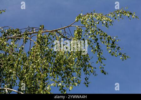 Nahaufnahme blühender gelber Katzenblüten auf einer Flussbirke betula nigra im Frühling, mit blauem Himmelshintergrund. Stockfoto
