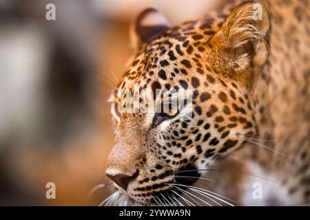 Ceylon Leopardengesicht, katzenähnliche Bestie aus nächster Nähe. Tierporträt Stockfoto
