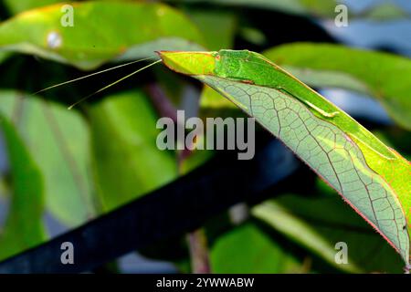 Grünes Heupferd, Tettigonia viridissima, Zürich, Schweiz, Europa Great Green Bush-Cricket, Tettigonia viridissima, Zürich, Schweiz, Europa Stockfoto