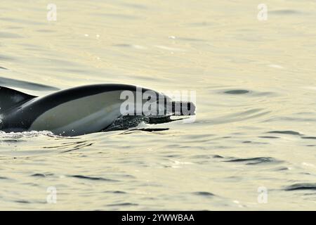 Gemeiner Delfin, Delphinus delphis, Bucht von Aleciras, Mittelmeer, Spanien, Europa gemeiner Delfin, Delphinus delphis, Bucht von Algeciras, Mittelmeer Stockfoto