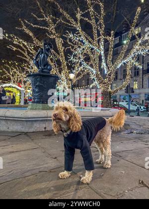 Der blonde Cockapoo, in schwarzem Fleece gekleidet, posiert nachts am Venus-Brunnen auf dem Sloane-Platz, umgeben von Bäumen, die mit Weihnachtslichtern beleuchtet sind Stockfoto