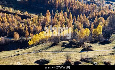 Wanderer vor Zitterpappel-Wäldchen im Lötschental im Kanton Wallis in der Gem. Blatten am 30.10.2024. / Wandern vor einem zitternden Pappelhain i Stockfoto