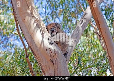 Ein niedlicher Koala, der an einem sonnigen Tag in Australien in einem Eukalyptusbaum ruht und tagsüber Wildtiere und Natur zeigt Stockfoto