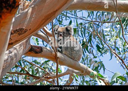 Ein niedlicher Koala, der an einem sonnigen Tag in Australien in einem Eukalyptusbaum ruht und tagsüber Wildtiere und Natur zeigt Stockfoto