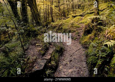 Der Leet Path durch den alten Eichenwald des Draynes Wood auf Bodmin Moor in Cornwall in Großbritannien. Stockfoto