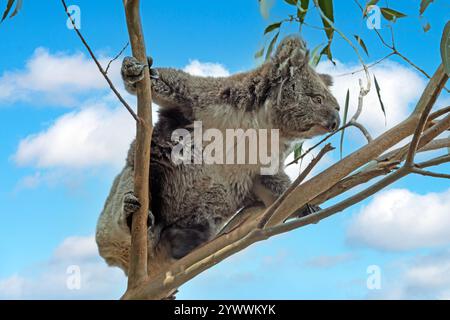 Ein niedlicher Koala, der an einem sonnigen Tag in Australien in einem Eukalyptusbaum ruht und tagsüber Wildtiere und Natur zeigt Stockfoto