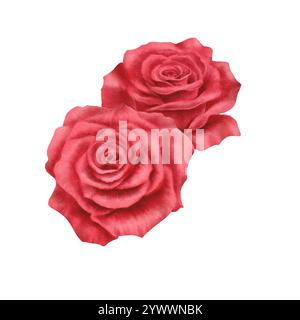 Zwei rote Rosen im realistischen Stil in Aquarelltechnik als Symbol für das Date, die Liebe, die Leidenschaft, das Verlangen von Paaren. Handgezeichnete Aquarellillustration für Stockfoto