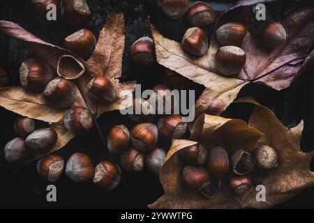 Ein gemütliches Stillleben im Herbst mit verstreuten trockenen Blättern und Haselnüssen auf einem dunklen strukturierten Hintergrund, perfekt für saisonale Themen und Tapeten Stockfoto