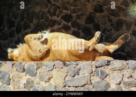 Löwin schläft auf ihrem Rücken. Das Tier sonnt sich in der Sonne. Löwe schläft. Stockfoto