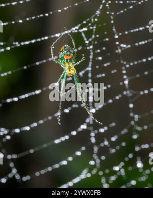 Orchard Orbweaver Spinnen oder Mabel's Orchard Orbweaver (Leucauge argyrobapta) in seinem Netz bedeckt von Tropfen des Morgennebels, Galveston, Texas, USA. Stockfoto