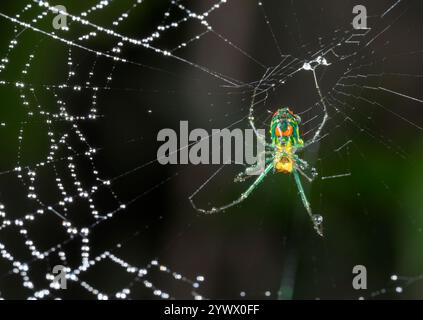 Orchard Orbweaver Spinnen oder Mabel's Orchard Orbweaver (Leucauge argyrobapta) in seinem Netz bedeckt von Tropfen des Morgennebels, Galveston, Texas, USA. Stockfoto